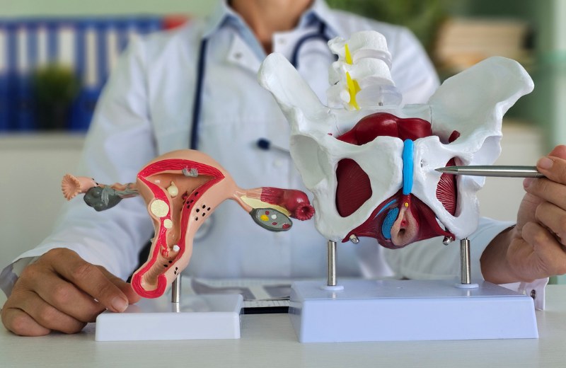Maquetas anatómicas del útero y del suelo pélvico femenino